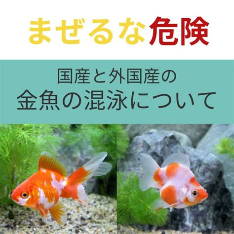 金魚金魚|【5分でわかる】金魚の飼い方 